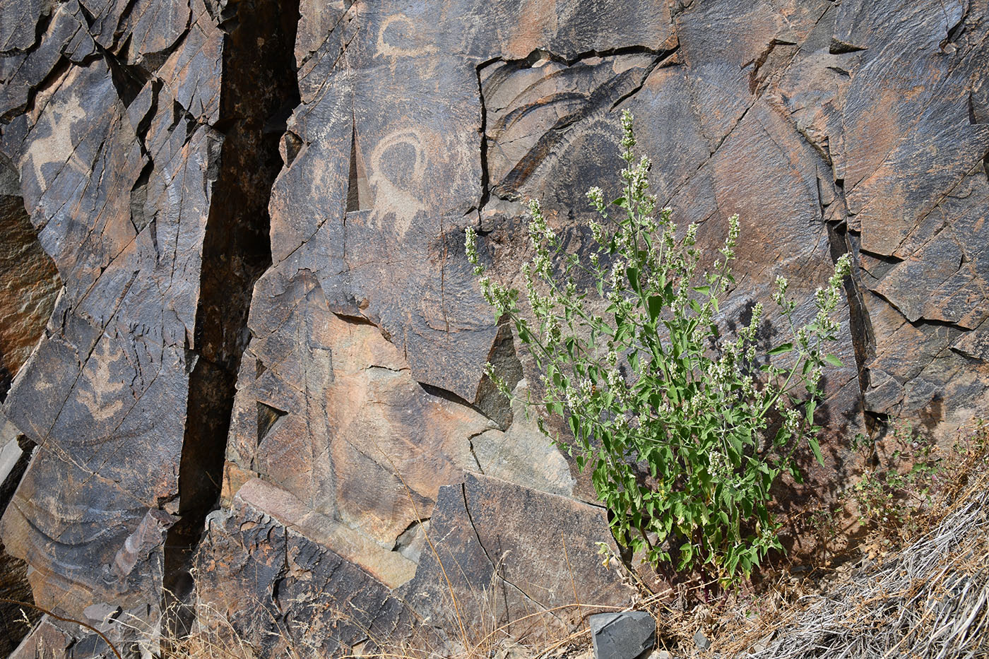 Изображение особи Nepeta cataria.