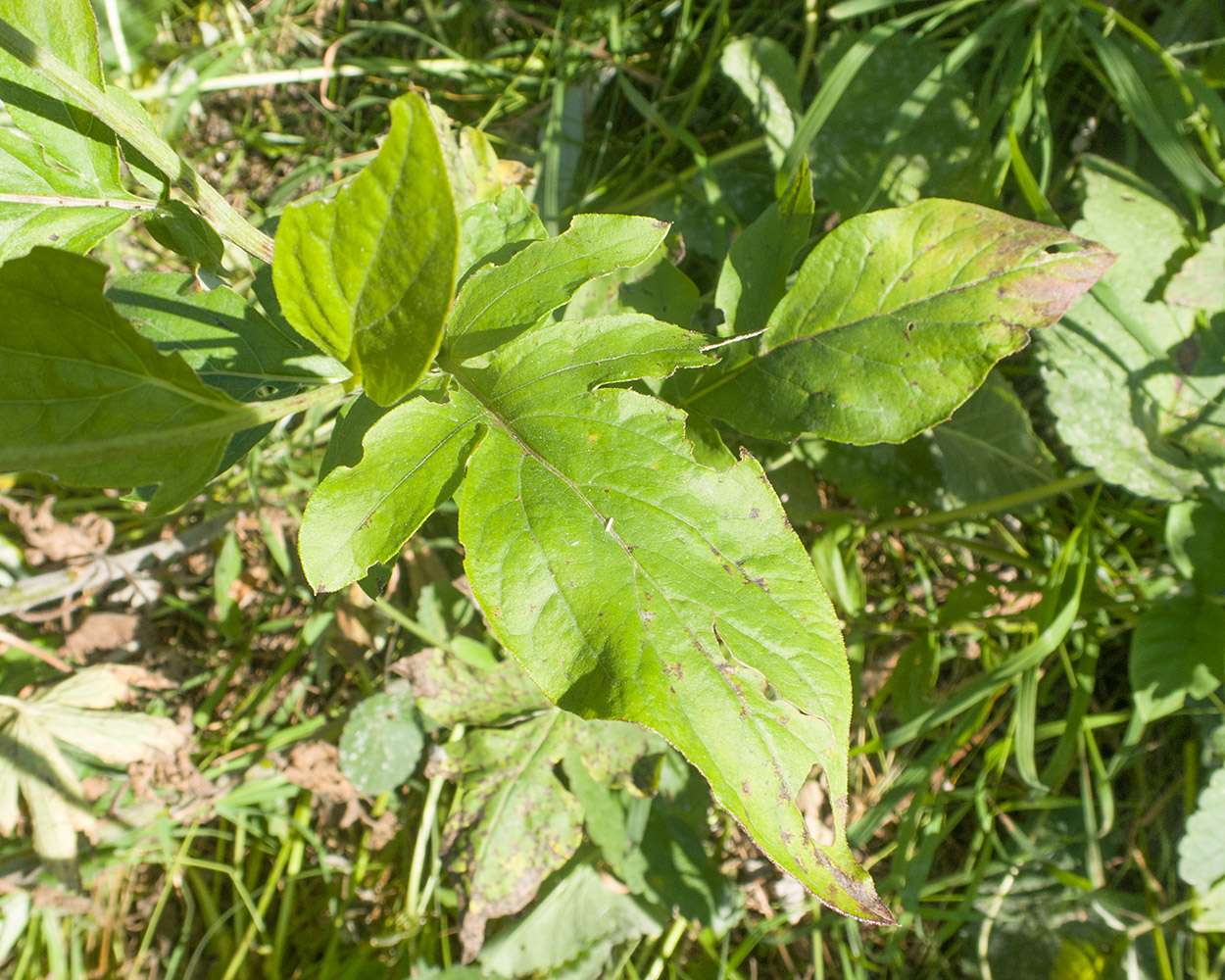 Image of familia Asteraceae specimen.