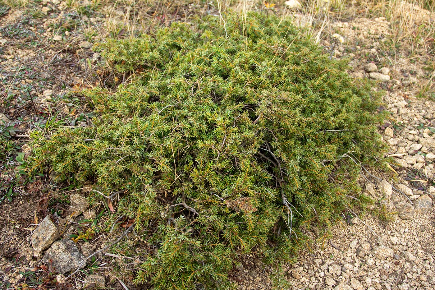 Изображение особи Juniperus deltoides.