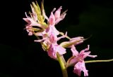 Dactylorhiza urvilleana