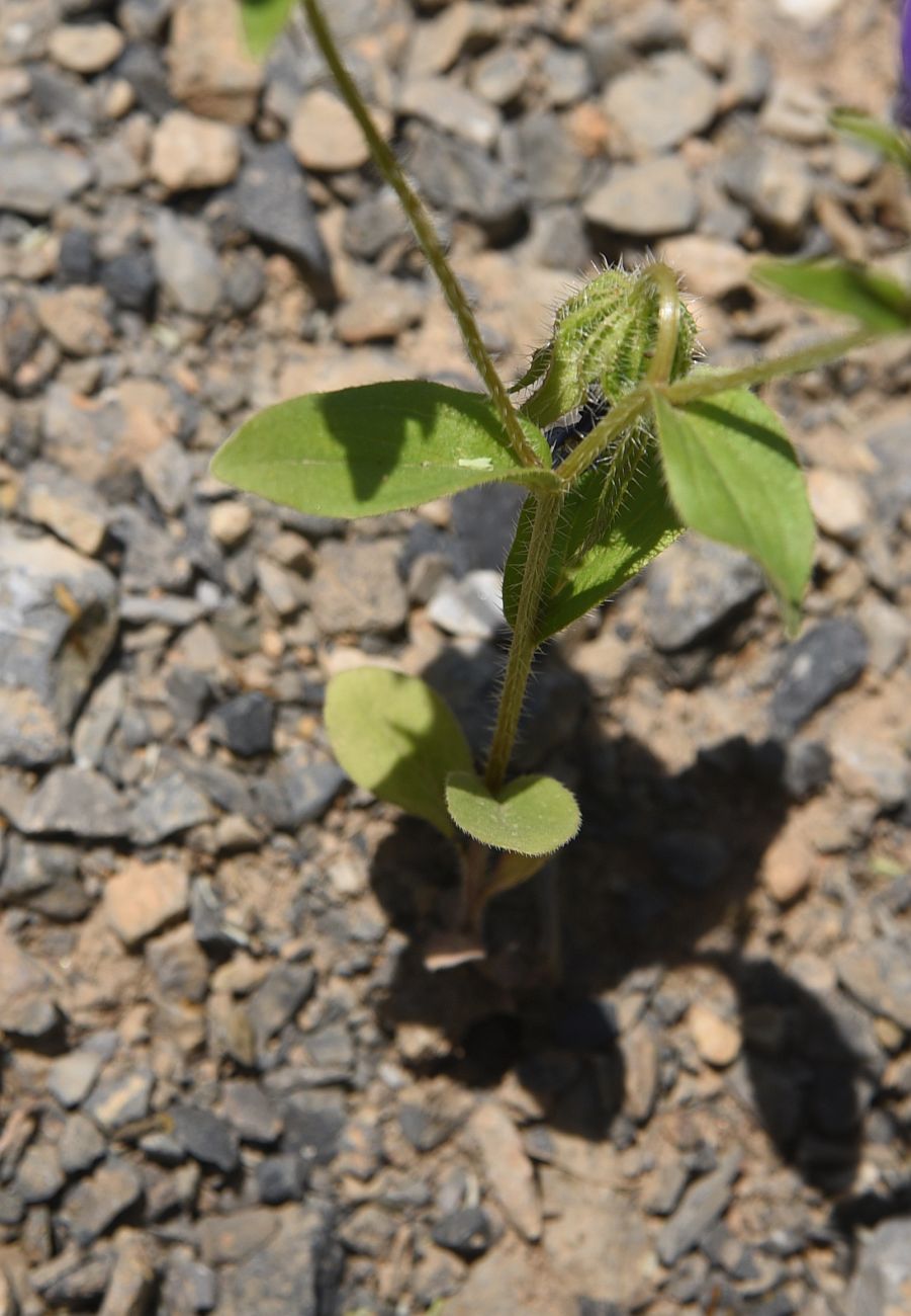 Image of familia Campanulaceae specimen.