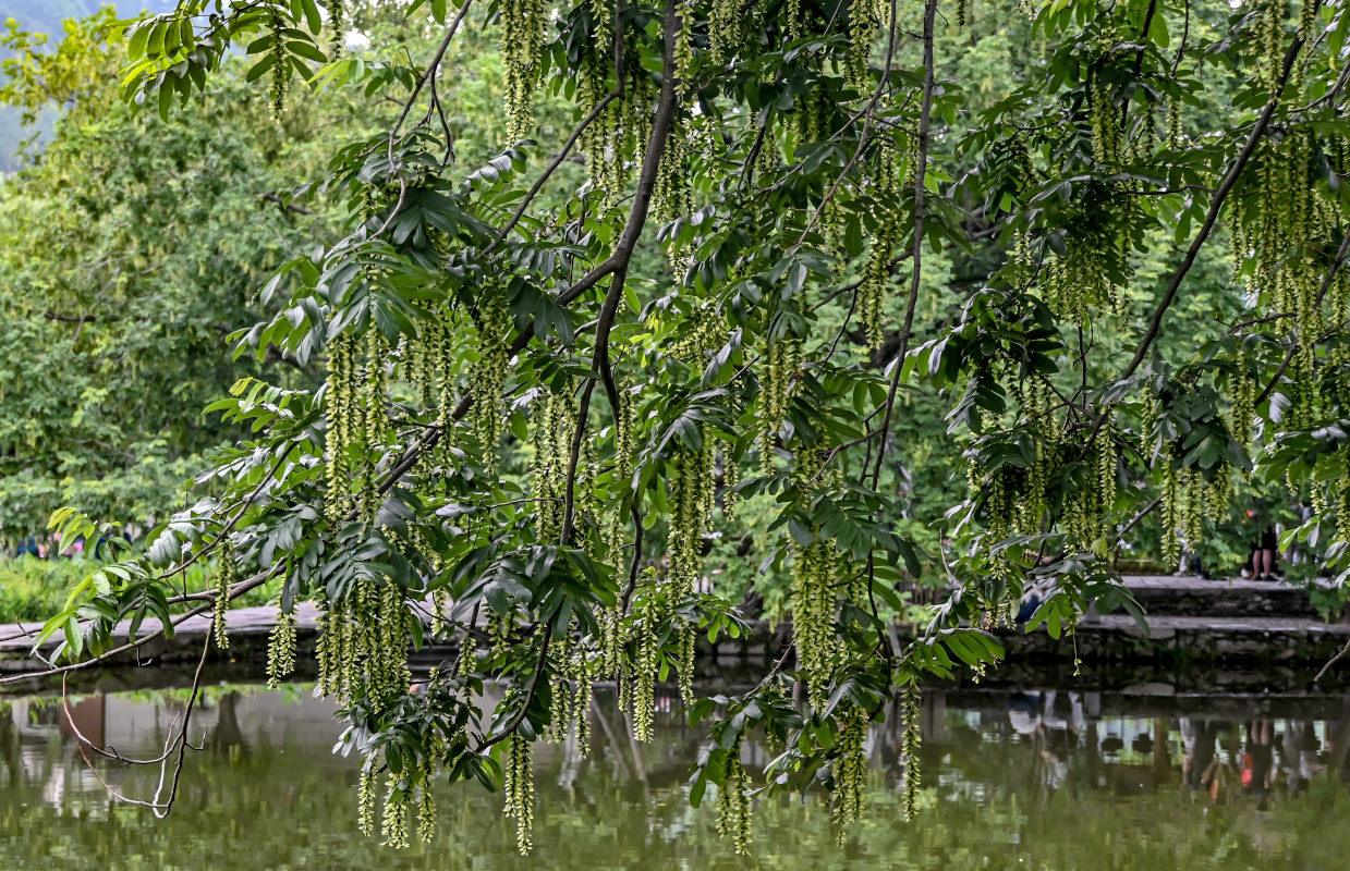 Image of Pterocarya stenoptera specimen.
