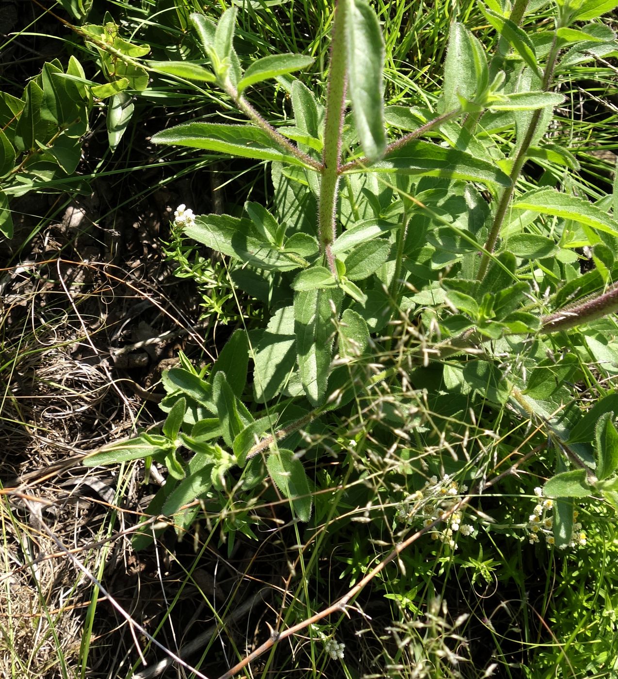 Изображение особи семейство Asteraceae.