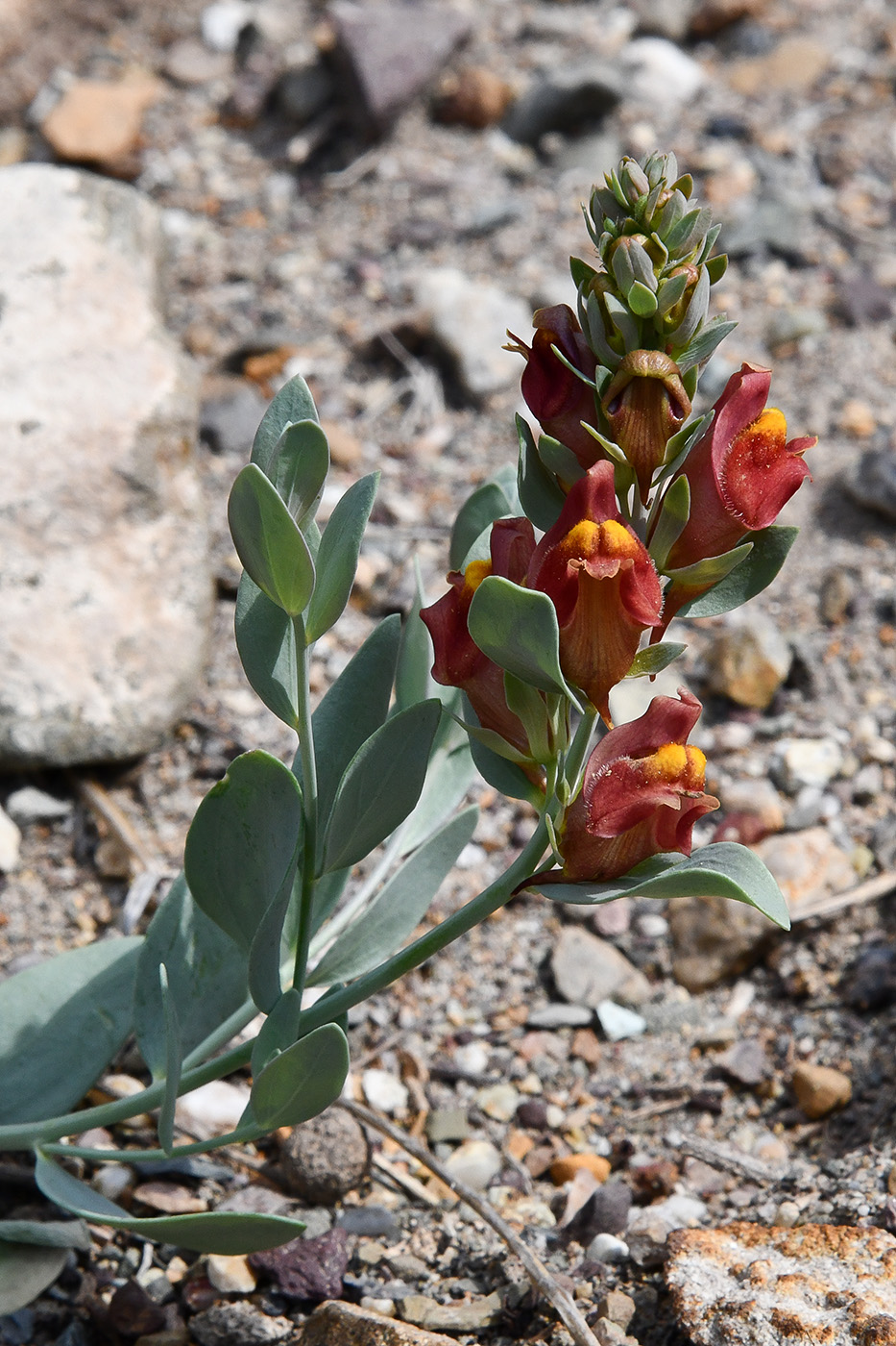 Image of Linaria kokanica specimen.