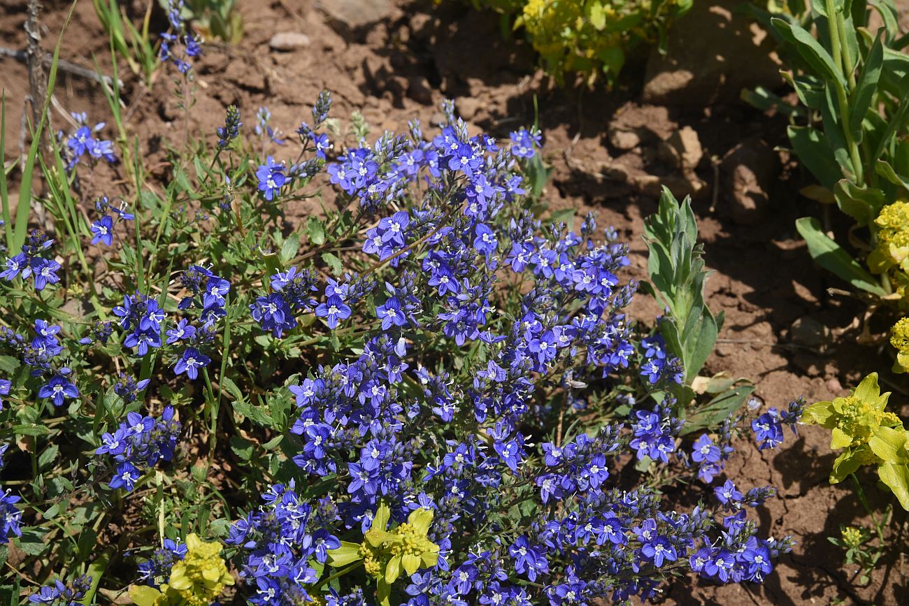 Изображение особи род Veronica.