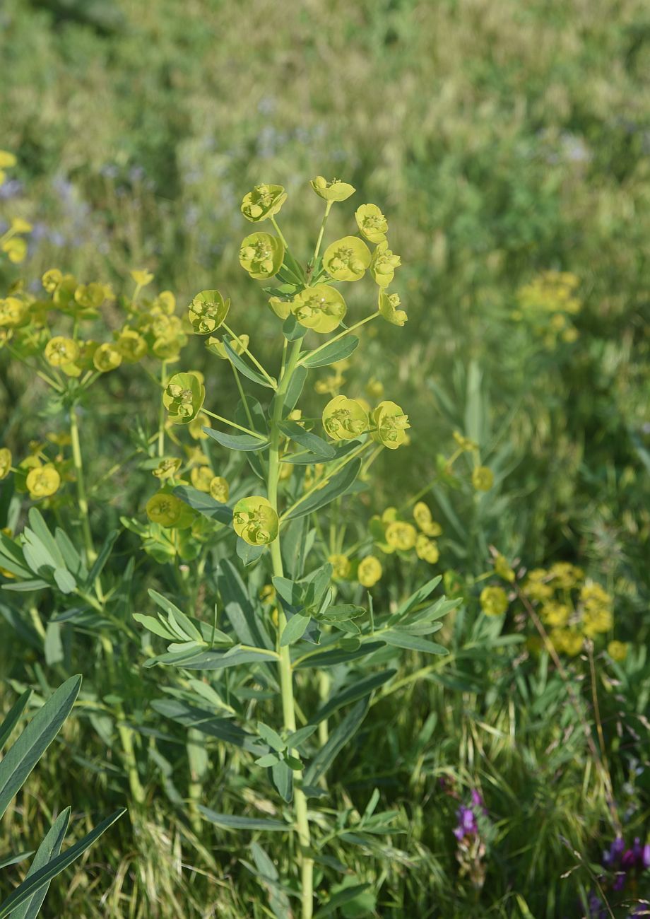 Image of genus Euphorbia specimen.