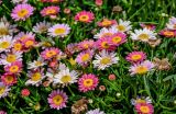 Argyranthemum frutescens. Верхушки побегов с соцветиями. Китай, пров. Цзянсу, г. Сучжоу, в культуре. 27.05.2025.