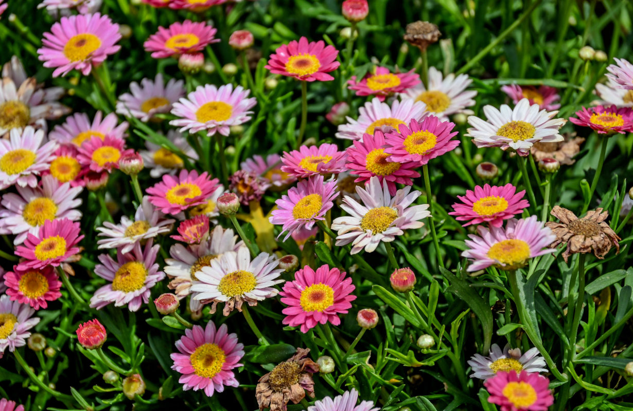 Изображение особи Argyranthemum frutescens.