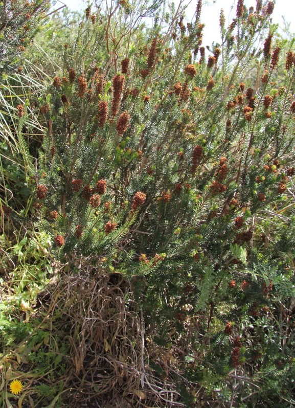 Image of Erica multiflora specimen.