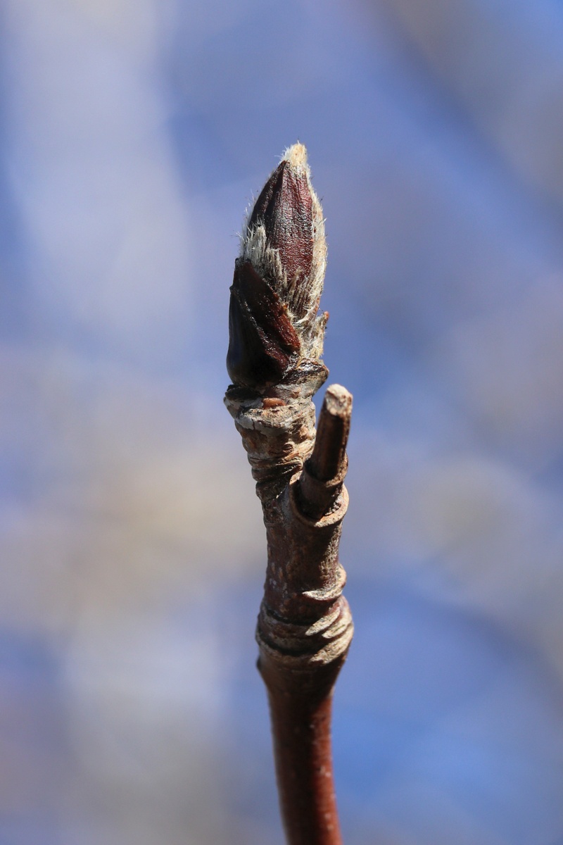 Image of Sorbus aucuparia specimen.