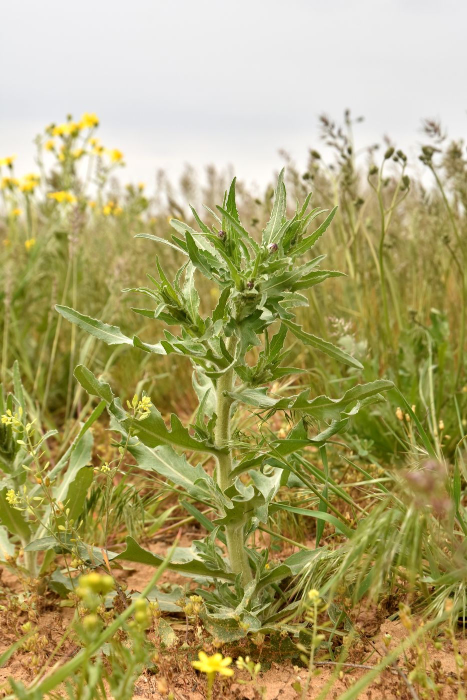 Изображение особи Hyalea pulchella.