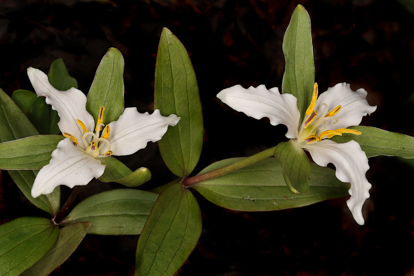 Изображение особи Trillium pusillum.