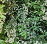 Pyracantha coccinea. Цветы, листья и часть побега. Волгоград, Волгоградский региональный ботанический сад. 23.05.2026.