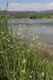 Galium debile. Цветущие растения. Крым, Севастополь, окр. с. Передовое, оз. Нижнее. 06.06.2026.