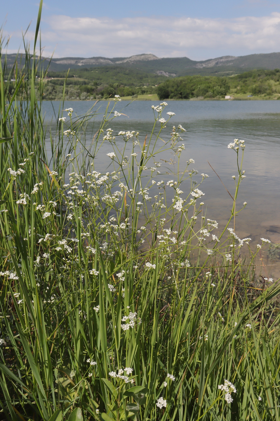 Image of Galium debile specimen.