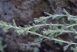 род Artemisia