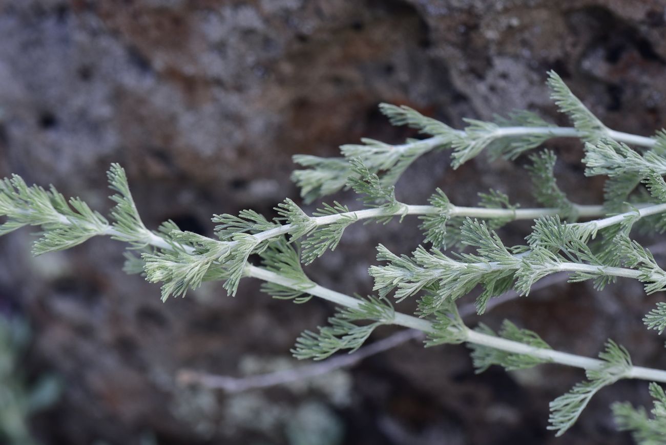 Изображение особи род Artemisia.