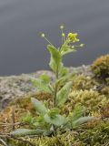 Draba nemorosa. Цветущее растение. Архангельска обл., Соловецкие о-ва, пос. Соловецкий, обочина дороги. 28.05.2026.