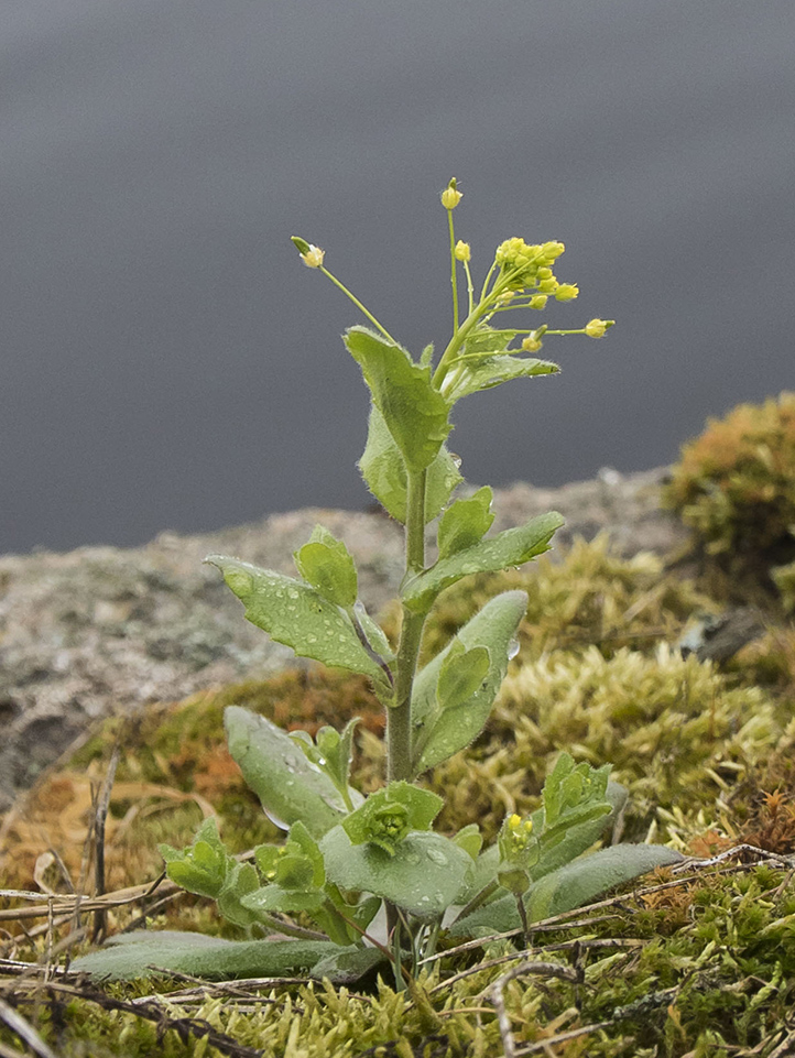 Image of Draba nemorosa specimen.