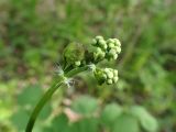 Thalictrum baicalense. Верхушка побега с развивающимися соцветиями. Хабаровский край, г. Комсомольск-на-Амуре, дол. р. Силинка, лиственный лес. 25.05.2026.