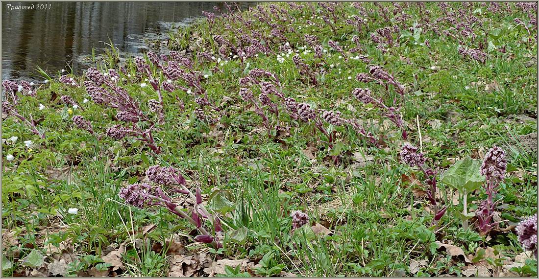 Изображение особи Petasites hybridus.