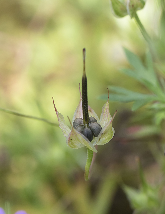 Image of Geranium columbinum specimen.