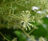 Смотреть изображение Aralia elata
