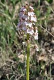 familia Orchidaceae. Верхушка цветущего растения. Крым, Караби-яйла, ур. Чигенитра, окр. оз. Хун, обочина тропы. 16.05.2026.