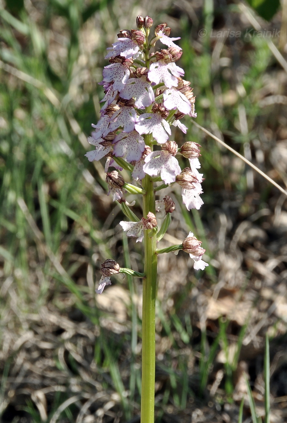 Image of Orchis purpurea specimen.