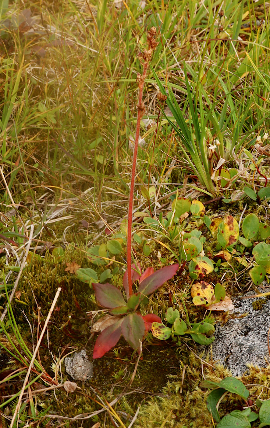 Image of Micranthes hieraciifolia specimen.