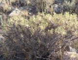 Astragalus caucasicus