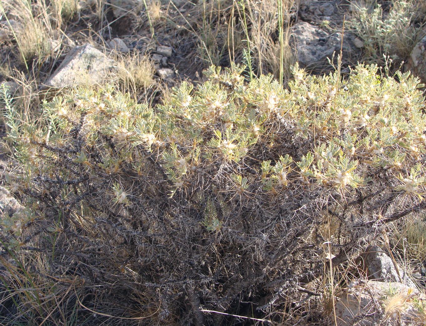 Image of Astragalus caucasicus specimen.