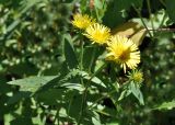 род Inula. Верхушка побега с соцветиями-корзинками. Приморский край, Шкотовский р-н, окр. с. Новонежино, сырой луг. 08.08.2026.