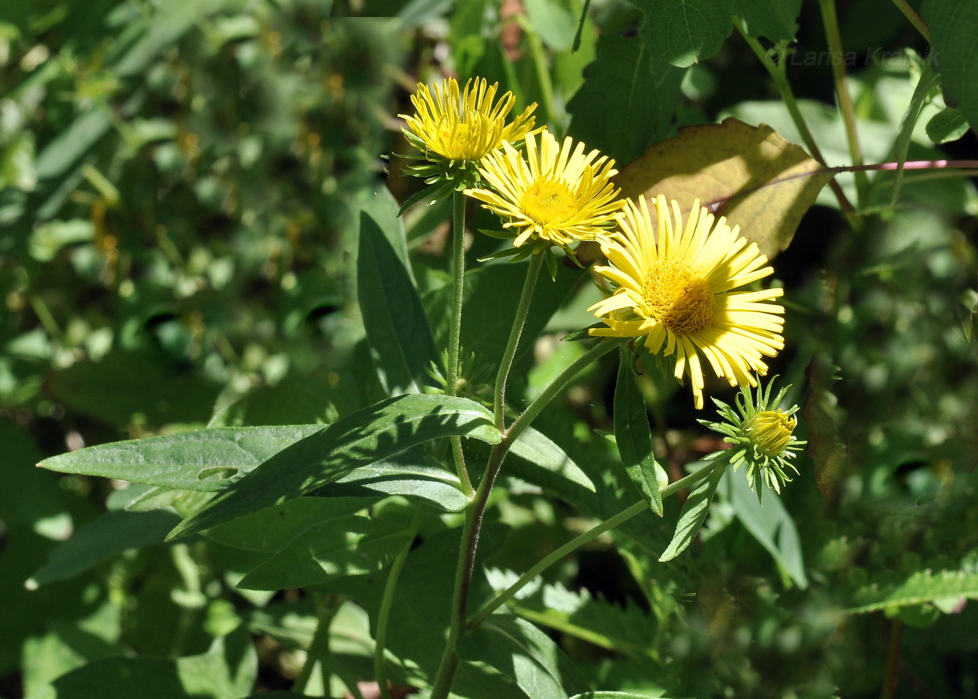Изображение особи род Inula.