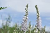 Veronica daurica. Соцветия. Приморье, о. Шкота, коса, полынно-кустарниковое сообщество. 20.07.2026.