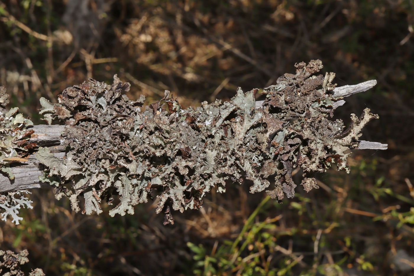Изображение особи Platismatia glauca.