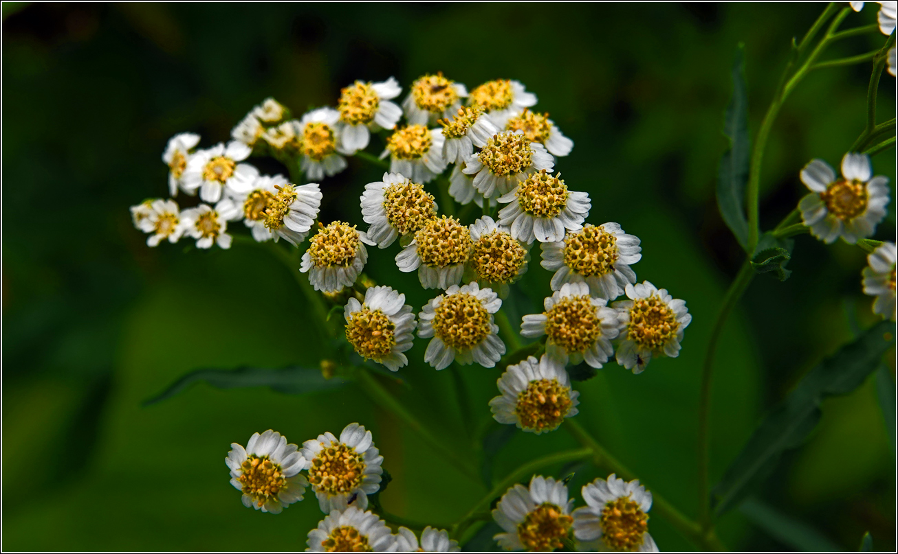 Изображение особи Achillea cartilaginea.