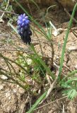 Muscari neglectum. Цветущее растение. Крым, окр. Ялты, сосновый лес. 29 апреля 2011 г.