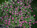 Смотреть изображение род Zinnia