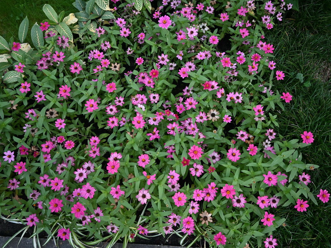 Image of genus Zinnia specimen.
