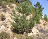 Pinus pinaster