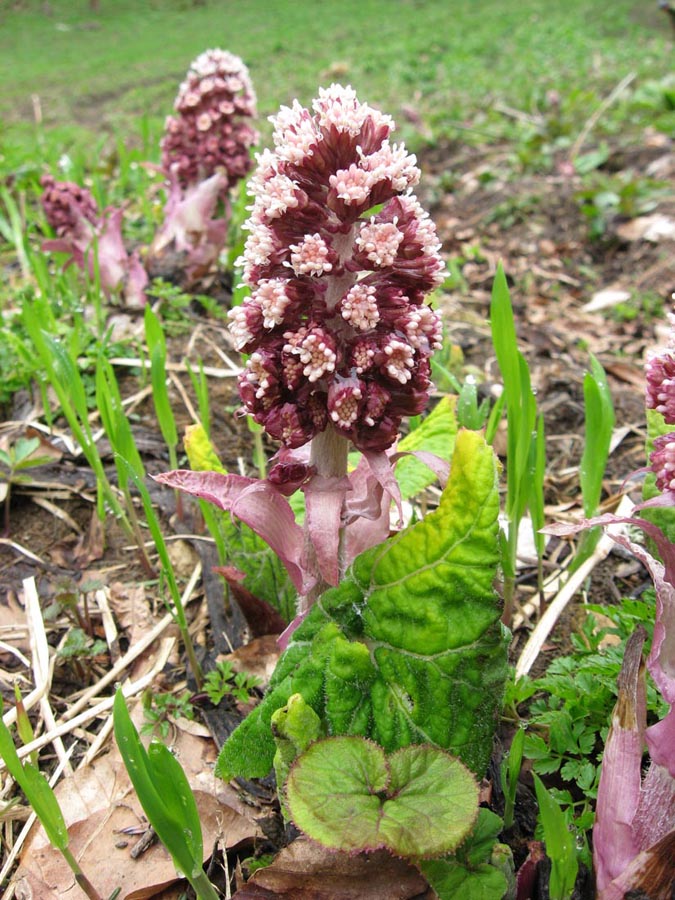 Image of Petasites hybridus specimen.