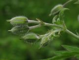 Geranium pseudosibiricum