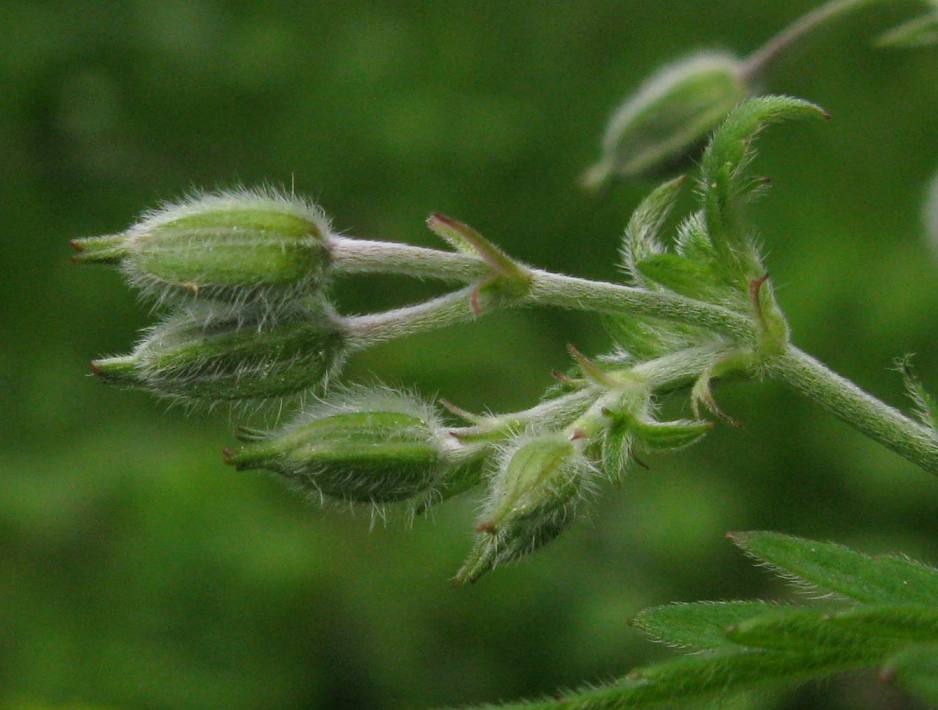 Изображение особи Geranium pseudosibiricum.