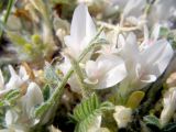 Astragalus rupifragus. Цветки. Крым, Черноморский р-н, мыс Тарханкут, урочище Джангуль. 7 мая 2010 г.