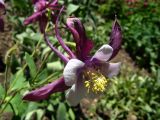 Aquilegia coerulea. Цветок. США, штат Колорадо, Аспен, вдоль дороги. 29 июня 2010 г.