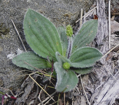 Image of Plantago camtschatica specimen.