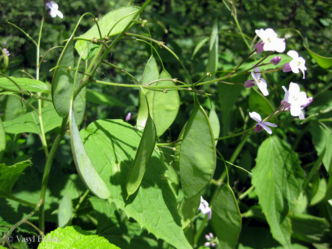 Изображение особи Lunaria rediviva.