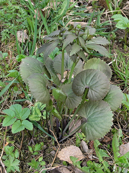 Image of Ranunculus cassubicus specimen.