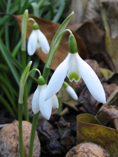 Изображение особи Galanthus reginae-olgae.